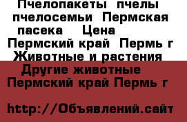 Пчелопакеты, пчелы, пчелосемьи (Пермская пасека) › Цена ­ 5 000 - Пермский край, Пермь г. Животные и растения » Другие животные   . Пермский край,Пермь г.